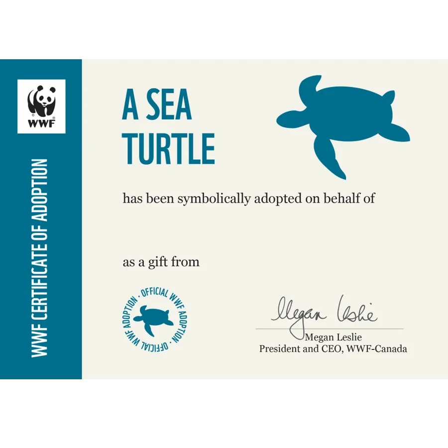 Sea turtle