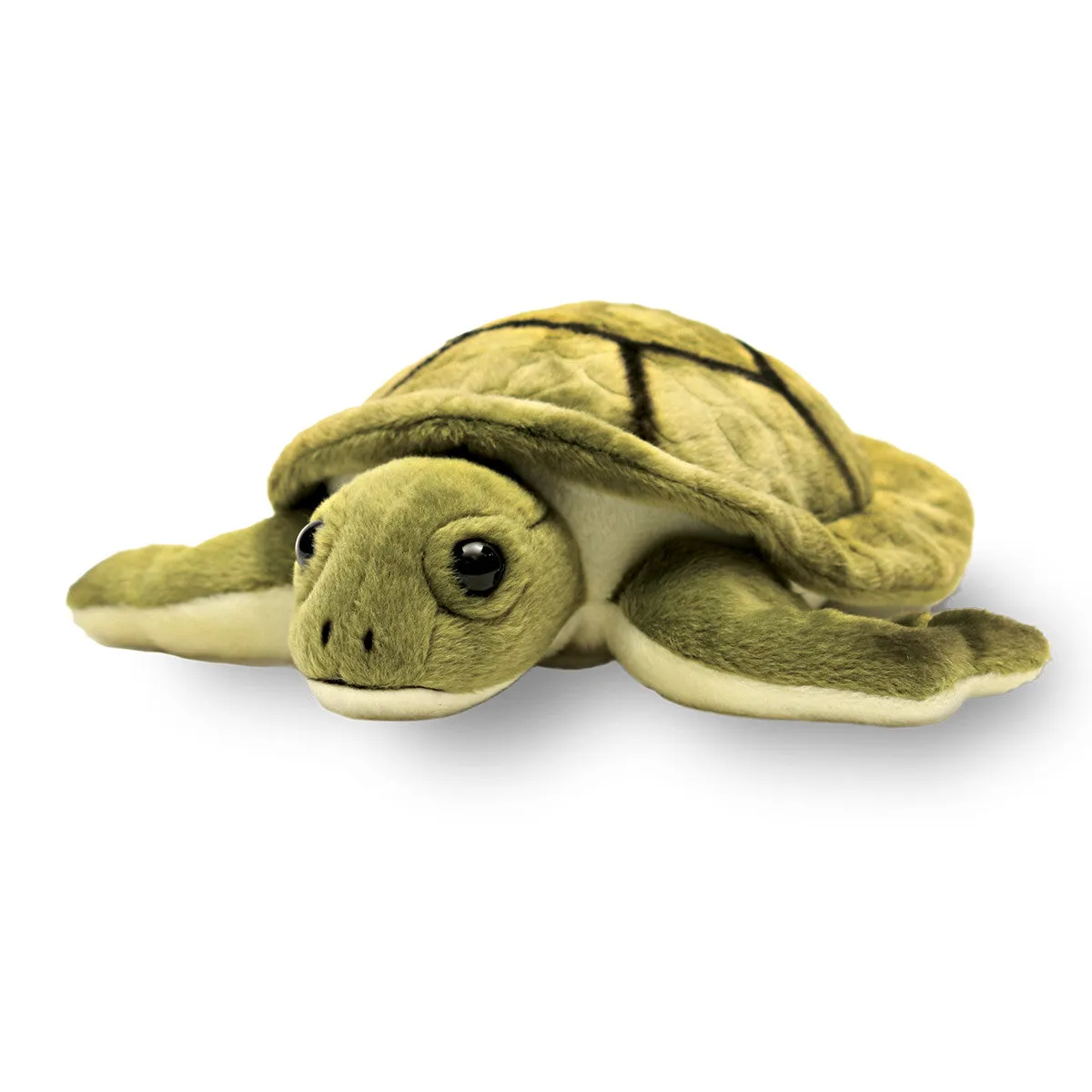 Sea turtle