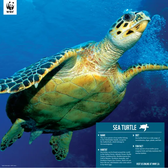 Sea turtle